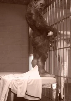 Jail House Cock (13)
