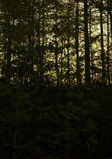 It Follows_058