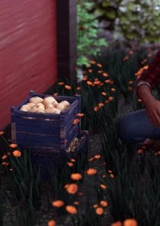 The Farm Girl (50)